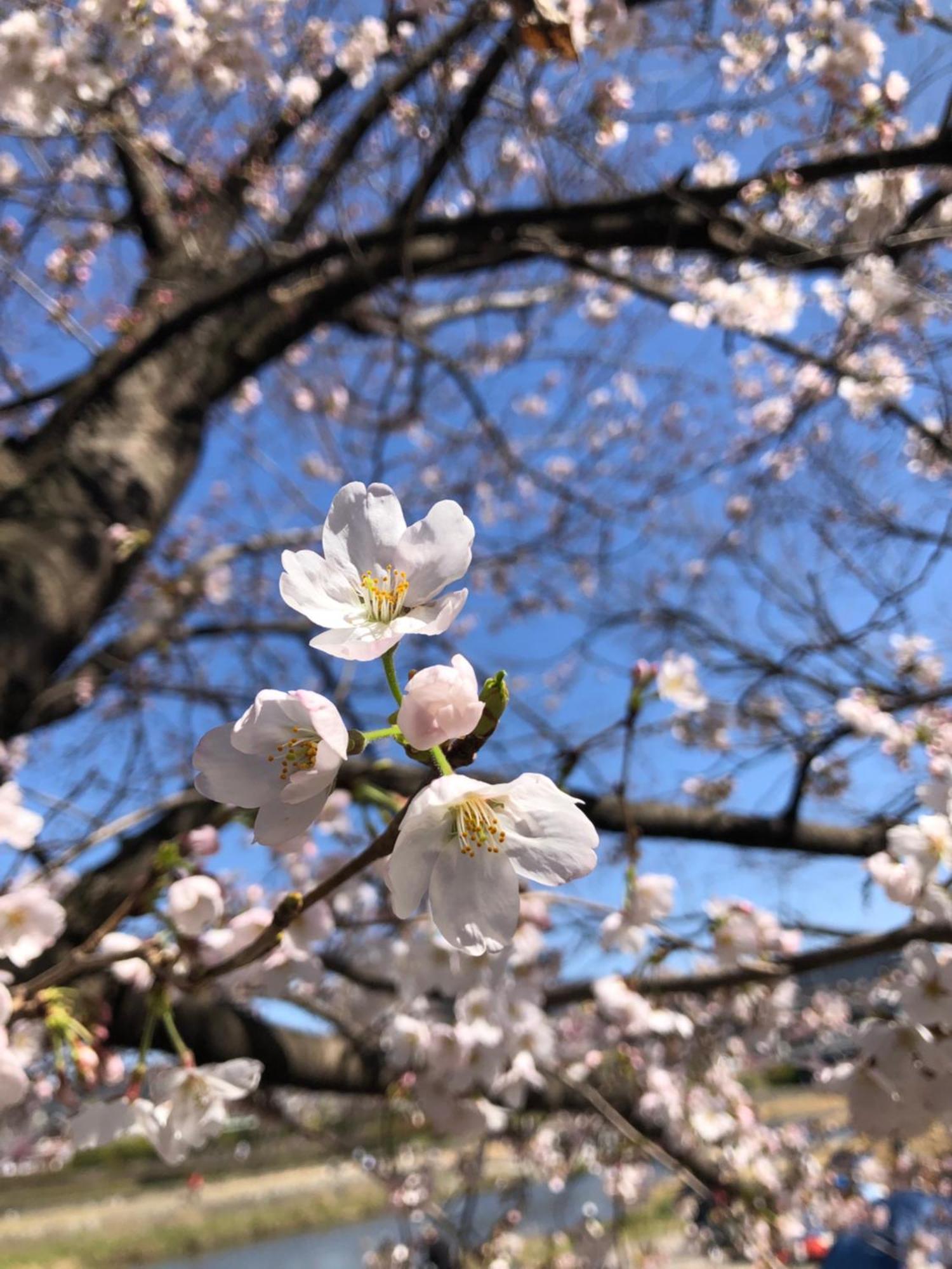 tsubame-ya Hotel Kyoto Eksteriør billede