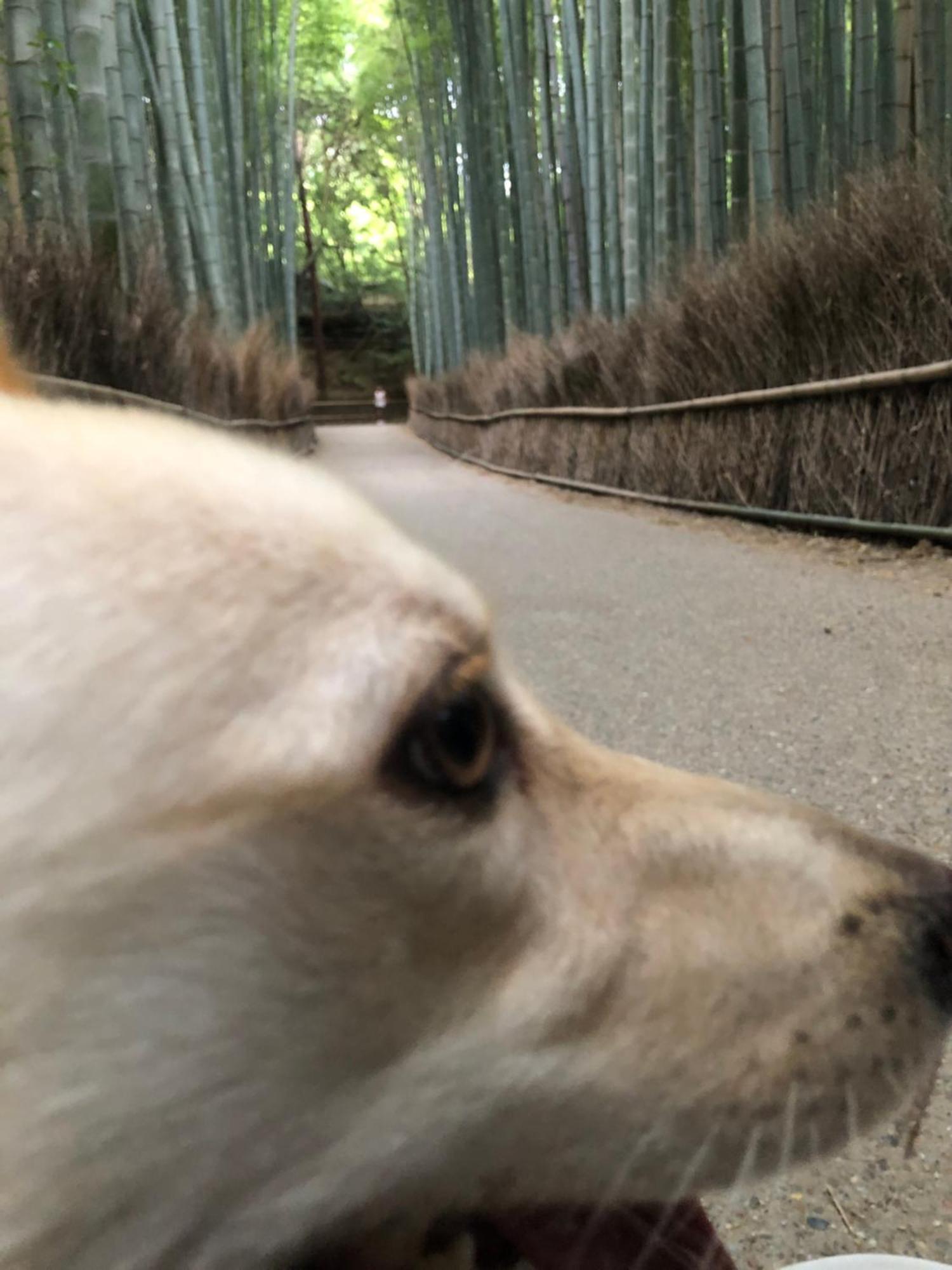 tsubame-ya Hotel Kyoto Eksteriør billede
